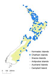 Cyathea dealbata distribution map based on databased records at AK, CHR, OTA and WELT.
 Image: K. Boardman © Landcare Research 2015 CC BY 3.0 NZ